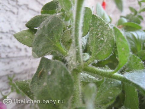 Петунья болезни и лечение Петунья болезни и лечение