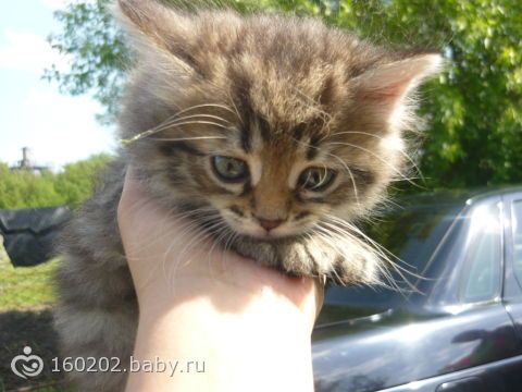 Сшить котика фото Сшить котика фото
